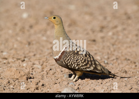 Ganga namaqua Pterocles namaqua Parc transfrontalier de Kgalagadi en Afrique du Sud Banque D'Images