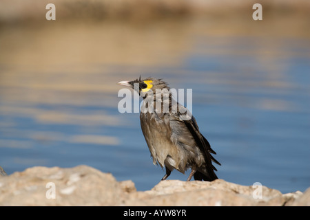 Starling Creatophora cinerea caronculée Parc transfrontalier de Kgalagadi en Afrique du Sud Banque D'Images