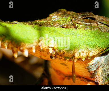 Close up de crocodile avec les sangsues et la croissance des algues, Katchikali Gambie. Banque D'Images