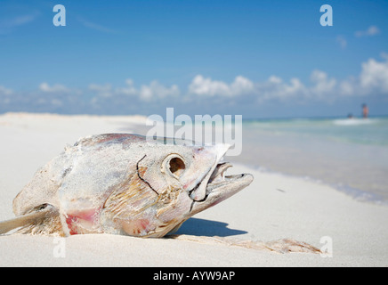 Dead fish head on tropical beach Banque D'Images