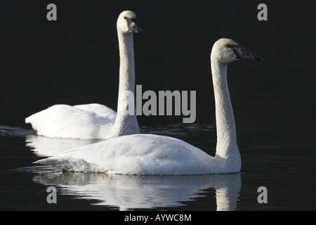 Cygne trompette (Cygnus buccinator paire adultes croisière sur la rivière Nanaimo, île de Vancouver, BC Canada Banque D'Images