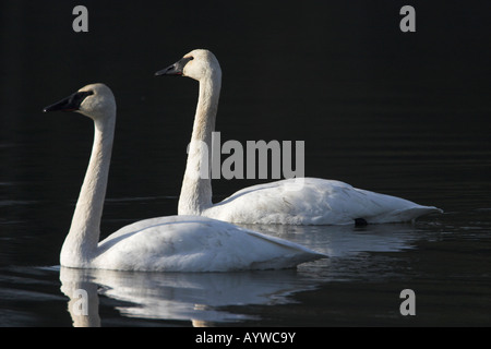 Cygne trompette (Cygnus buccinator paire adultes croisière sur la rivière Nanaimo, île de Vancouver, BC Canada Banque D'Images