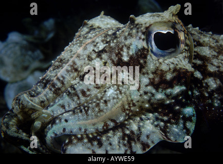 Vue Portrait de la seiche commune (Sepia officinalis, dans le N. Mer Egée. Les chromatophores sont observé à haute res. Banque D'Images