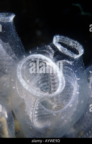 Tuniciers ont deux siphons l'eau est aspirée dans un filtré par le corps gélatineux et éjecté hors de l'autre Banque D'Images