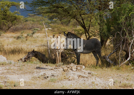 Le zèbre de Grevy Hippotigris grevyi.s'abritant sous arbre avec poulain Banque D'Images