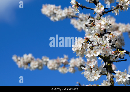 Prunus annonce cluster woodfield à petites fleurs blanches fleurs de cerisier d'ornement fleur fleur Banque D'Images