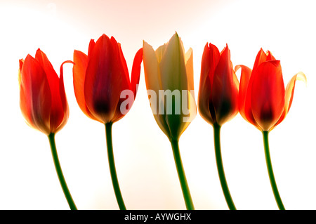 Close-up closeup macro photo d'une rangée de cinq fleurs tulipes avec une seule blanche au milieu fond blanc Banque D'Images