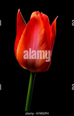 Close-up closeup macro photo d'une seule tulipe rouge sur un fond noir en blanc Banque D'Images