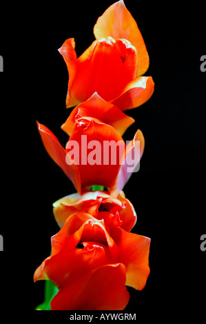 Close-up closeup macro photo d'une rangée de tulipes rouges frais généraux, vu de dessus, sur un fond noir en blanc Banque D'Images