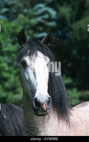 Chevaux Paso péruviens Paso Peruano caballo de Paso Peruano Banque D'Images