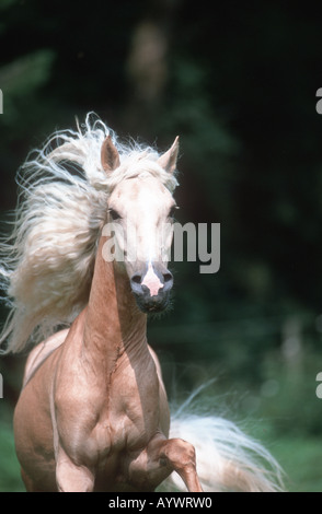 Chevaux Paso péruviens Paso Peruano caballo de Paso Peruano Banque D'Images