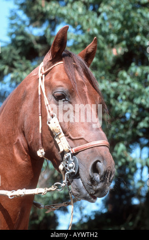 Chevaux Paso péruviens Paso Peruano caballo de Paso Peruano Banque D'Images