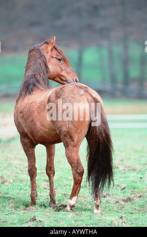 Chevaux Paso péruviens Paso Peruano caballo de Paso Peruano Banque D'Images