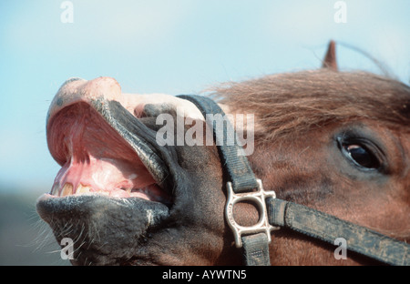 Chevaux Paso péruviens Paso Peruano caballo de Paso Peruano Banque D'Images