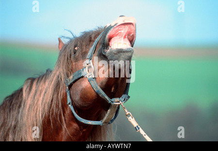 Chevaux Paso péruviens Paso Peruano caballo de Paso Peruano Banque D'Images