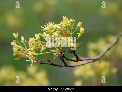 Maple Acer mono mono Aceraceae Banque D'Images