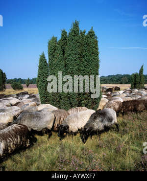 Wacholderbuesche Heidschnuckenherde Heidelandschaft,,, Naturschutzpark Lueneburger Heide, Allemagne Banque D'Images