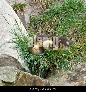 Canard colvert - Anas platyrhynchos bébé Banque D'Images