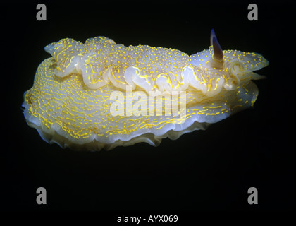 Jaune et whilte nudibranch Hypselodoris picta sur fond sombre. Banque D'Images