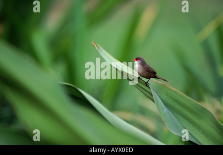Common waxbill Estrilda astrild,, perché sur les larges feuilles sur une plante d'ornement dans un parc d'Oahu (Hawaii). Banque D'Images
