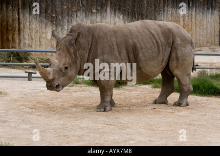 Le rhinocéros noir Diceros bicornis michaeli Perissodactyla à San Antonio Zoo Texas TX USA Banque D'Images