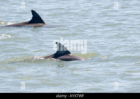 Deux dauphins Corpus Christi South Texas USA Golfe du Mexique Banque D'Images