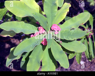 Couronne d'Épines Euphorbia Millii ou Famille Euphorbiaceae Euphorbia milii Banque D'Images