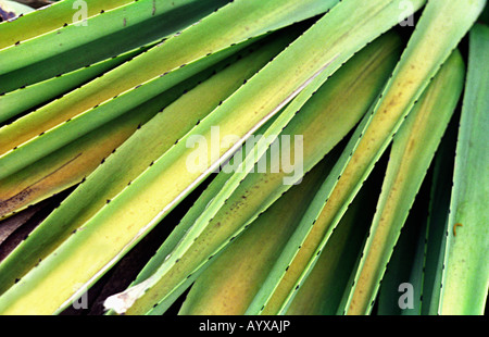 L'usine de Vera d'aloès le détail. Plante succulente espèces dont les extraits sont utilisés à des fins médicinales ou cosmétiques Banque D'Images