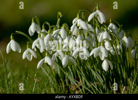 Perce-neige Galanthus nivalis Banque D'Images