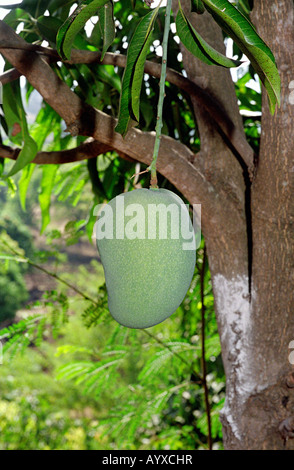 Matières premières, mangue verte, Jadhavwadi Purandar, Pune. Banque D'Images