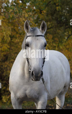 Trotteur d’Orlov Banque D'Images