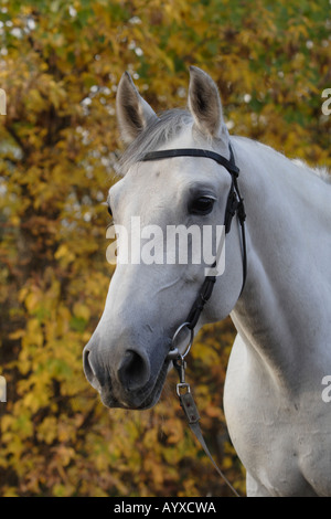 Trotteur d’Orlov Banque D'Images