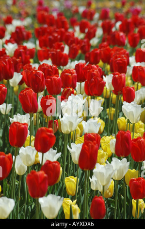 Tulipe rouge jaune blanc vertical portrait Banque D'Images