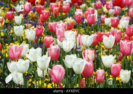 Tulipes roses et blanches sur fond jaune Banque D'Images