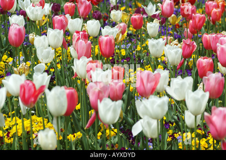 Tulipes roses et blanches sur fond jaune Banque D'Images