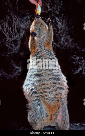 POSSUM BRUSHTAIL Trichosurus vulpecula CRADLE MOUNTAIN NATIONAL PARK Tasmanie Australie Banque D'Images