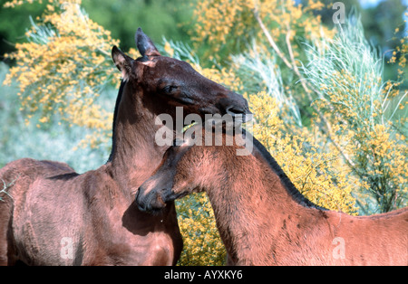 Cheval andalou Pura Raza Espagnola PRE Banque D'Images