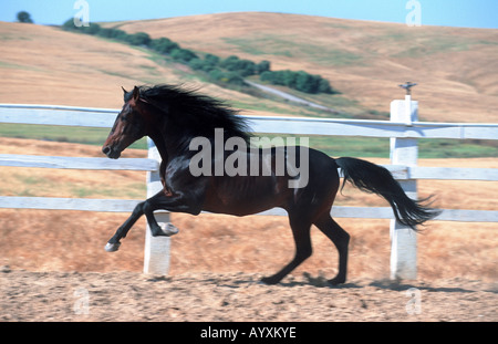 Cheval andalou Pura Raza Espagnola PRE Banque D'Images