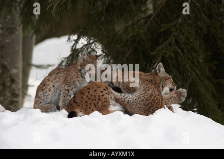 Lynx lynx lynx eurasien forêt de Bavière Allemagne mère couchée dans la neige avec Oursons jouant Banque D'Images