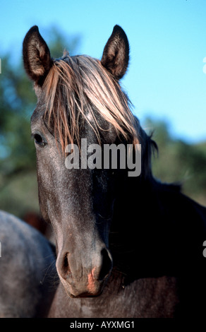 Cheval andalou Pura Raza Espagnola PRE Banque D'Images