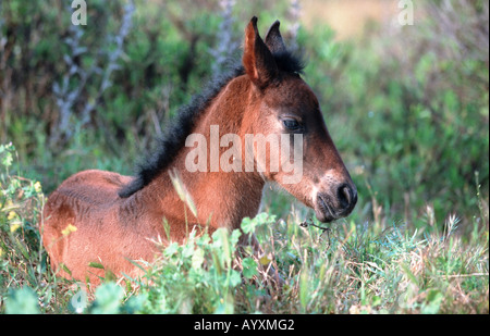 Cheval andalou Pura Raza Espagnola PRE Banque D'Images