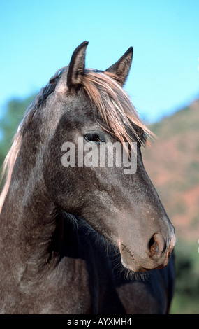 Cheval andalou Pura Raza Espagnola PRE Banque D'Images