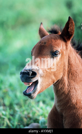 Cheval andalou Pura Raza Espagnola PRE Banque D'Images