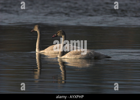 Cygne trompette (Cygnus buccinator juvéniles une croisière sur la rivière Nanaimo, île de Vancouver, BC Canada Banque D'Images