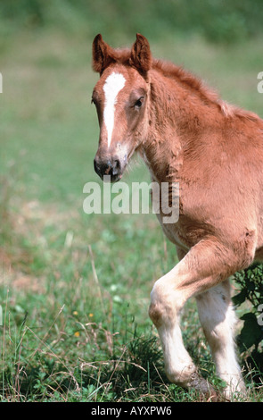 L'Allemagne du sud Noriker coldblood Süddeutsches Kaltblut de chevaux lourds Banque D'Images