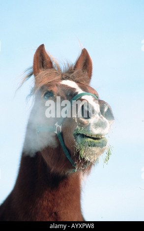 L'Allemagne du sud Noriker coldblood Süddeutsches Kaltblut de chevaux lourds Banque D'Images