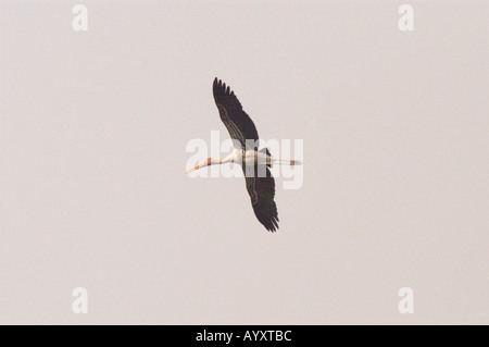 Cigogne peinte indienne Mycteria leucocephala en vol contre un ciel dégagé. Oiseau majestueux planant avec des ailes déployées large. Banque D'Images