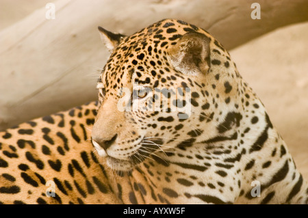 Gros plan d'une Jaguar Panther Panthera Onca, un animal en voie de disparition, montrant son pelage à pois unique et ses caractéristiques puissantes dans un cadre naturel. Banque D'Images