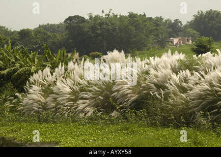 Végétation d'herbe blanche vue d'un train des chemins de fer indiens dans l'Inde rurale, Asie. Paysage verdoyant avec des fleurs blanches plumeuses. Banque D'Images