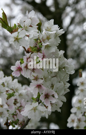 Cerisier japonais également appelé cerise Cherry Hill Oriental ou East Asian Cherry Prunus serrulata Hatazakura Banque D'Images